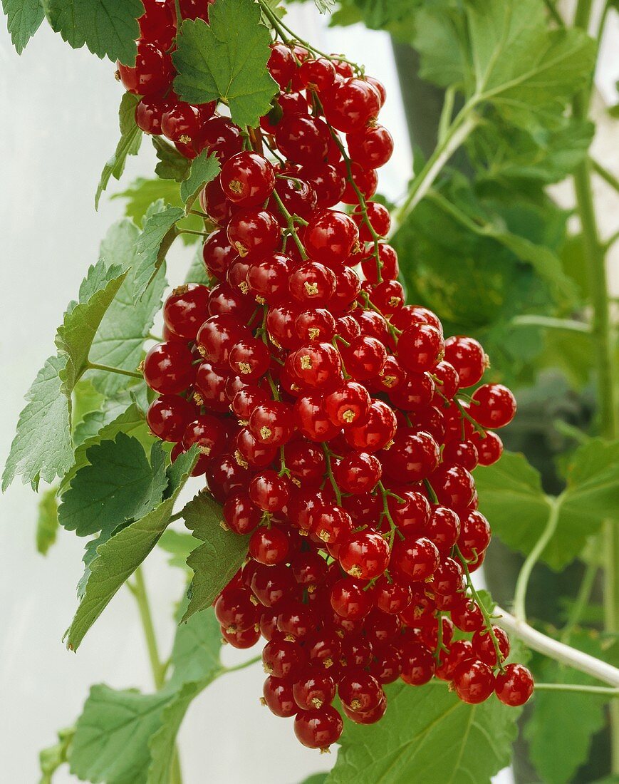 Reife Johannisbeeren am Strauch