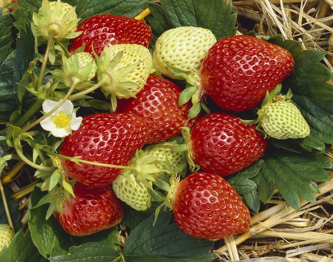 Fresh strawberries on the plant