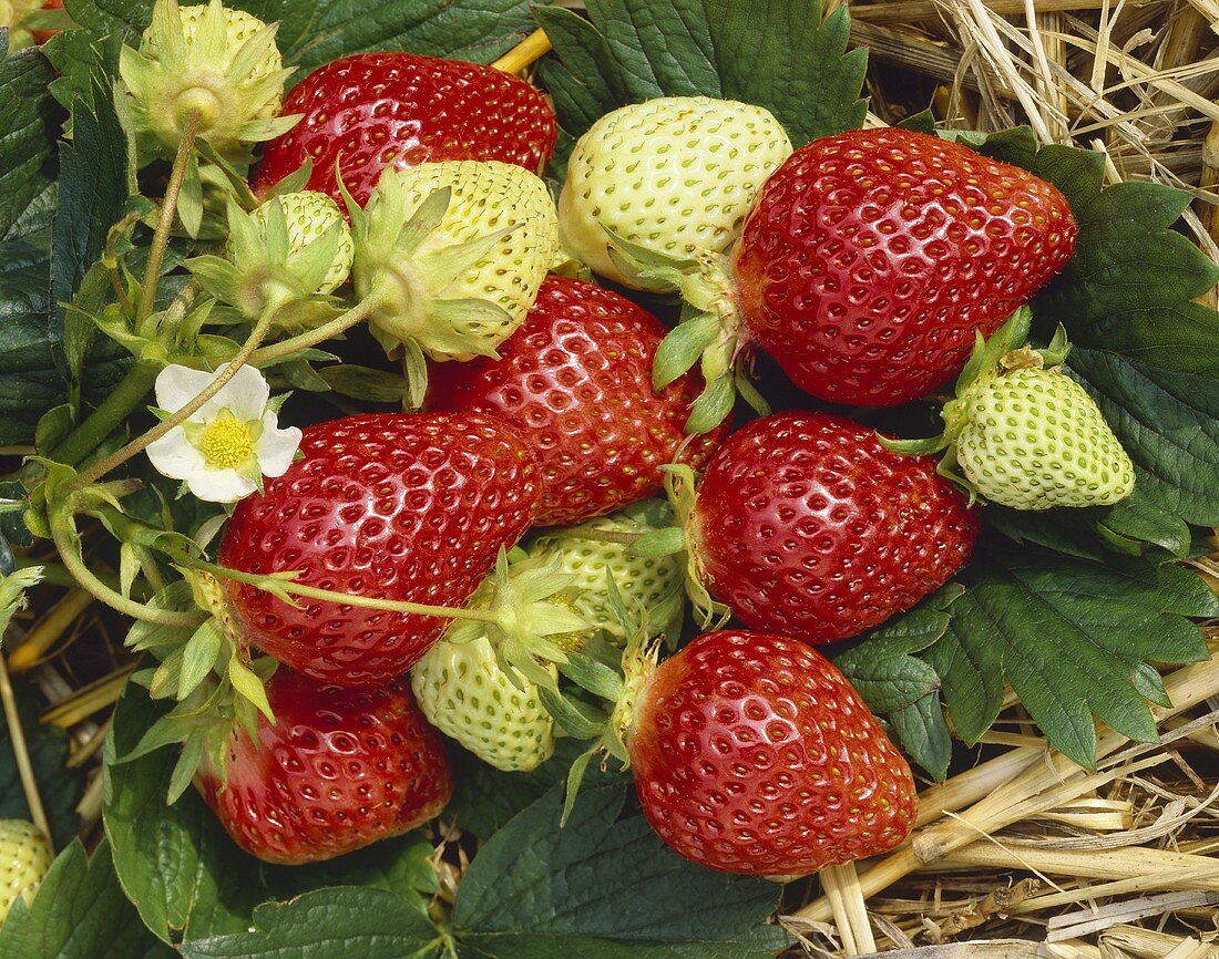 Frische Erdbeeren an der Staude