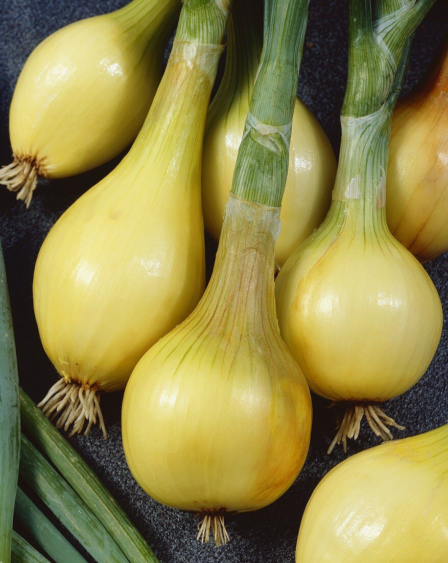 Onions, variety 'Jaune de Mulhouse'