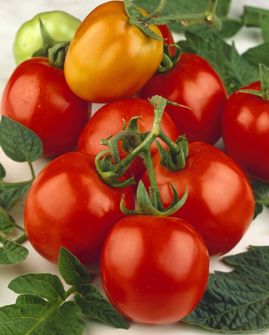 Ripe and unripe tomatoes on the vine (variety 'Elgon')