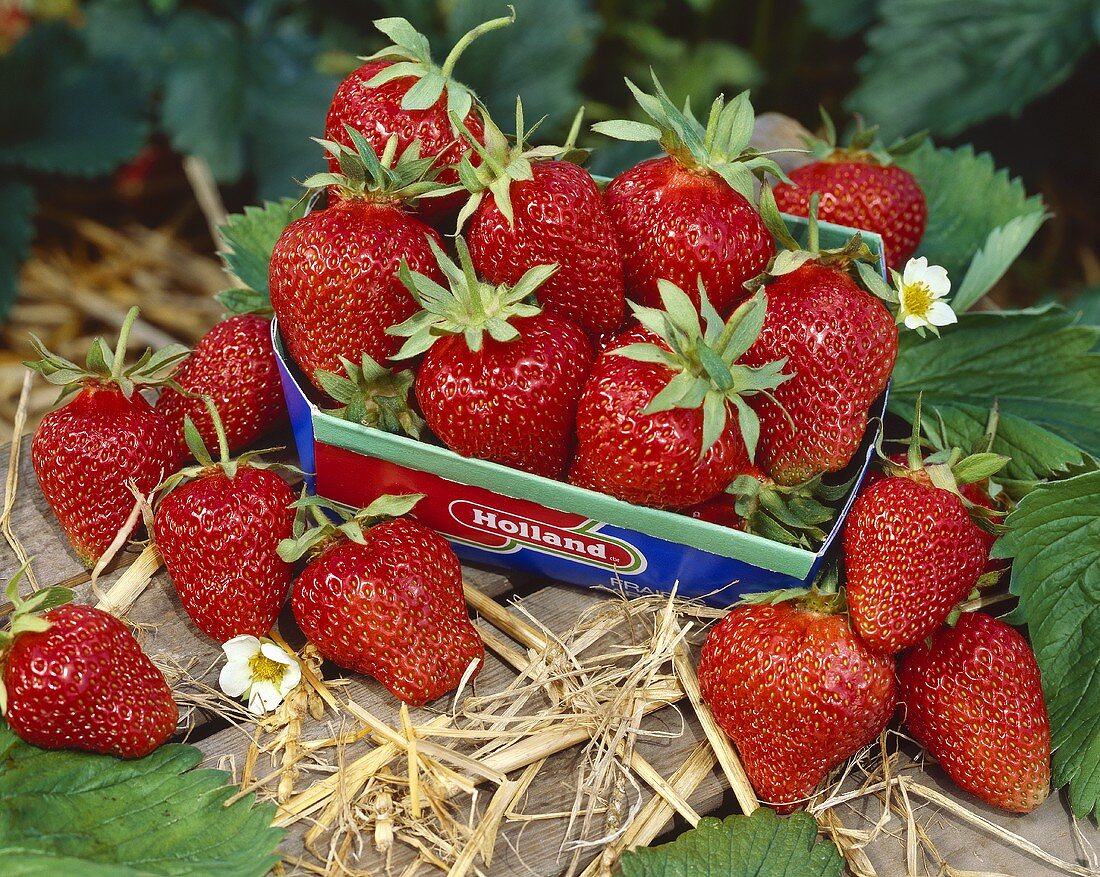 Ripe strawberries in cardboard punnet