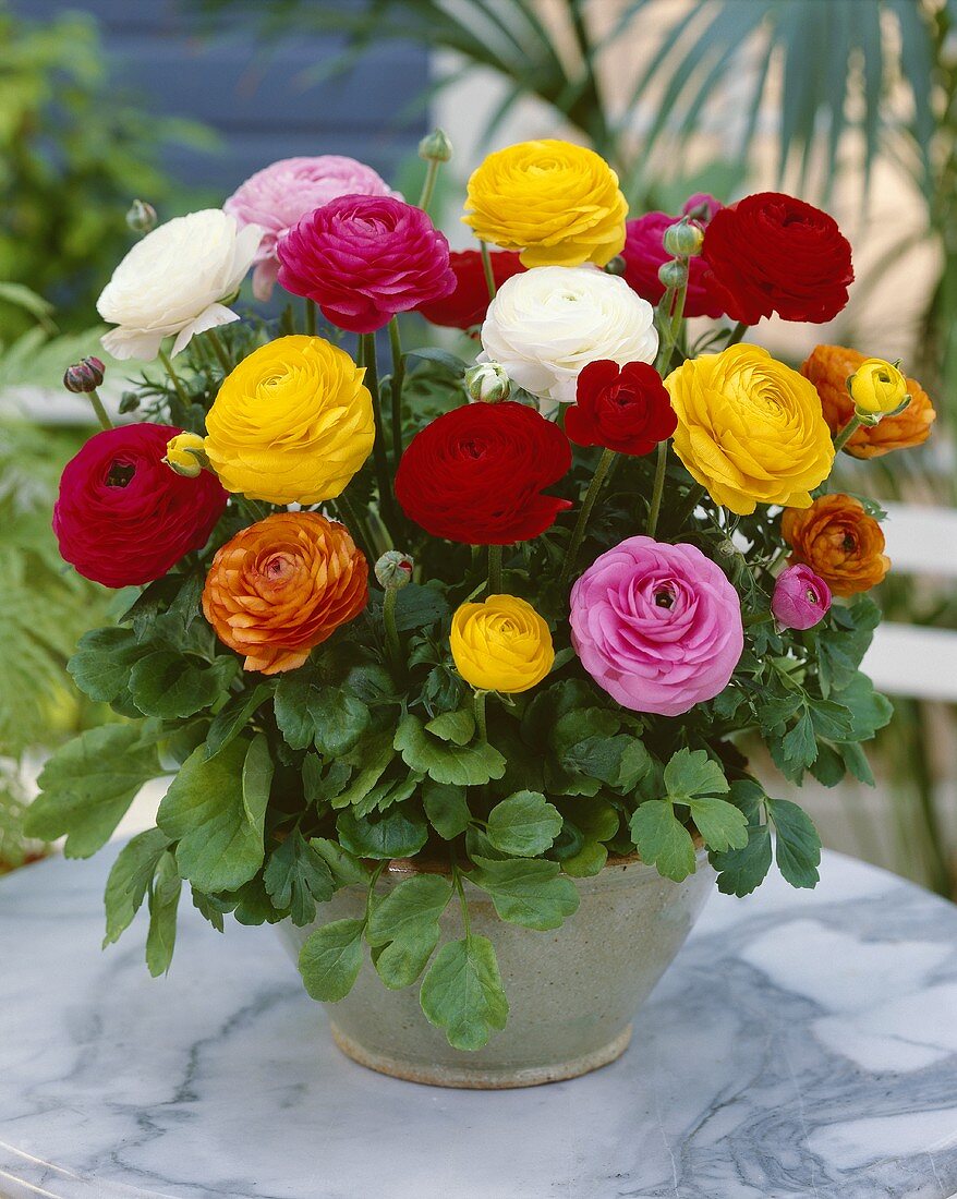 Mixed ranunculus in vase