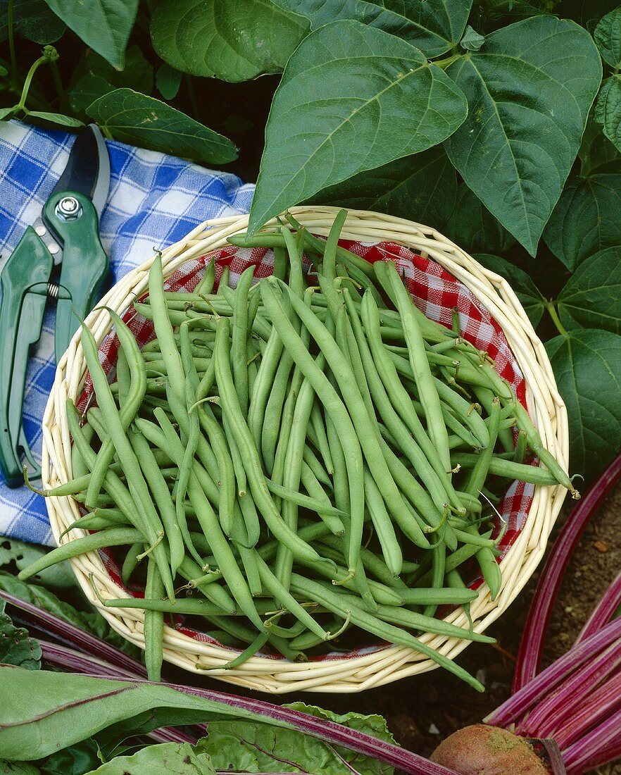Freshly picked green beans in basket