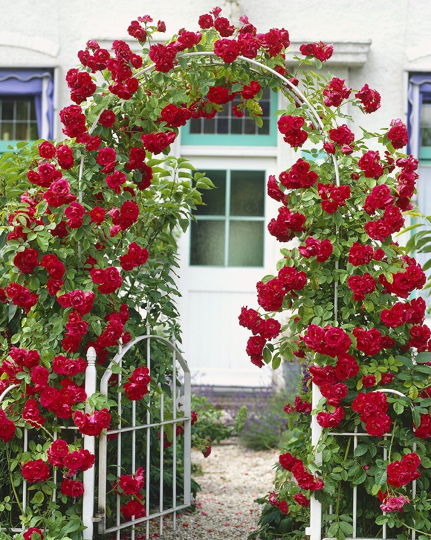 Arch of red climbing roses