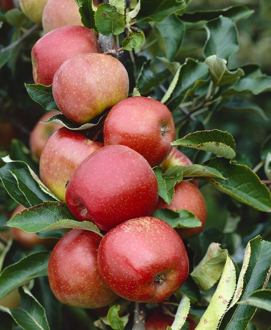 Äpfel der Sorte Jonagored am Baum