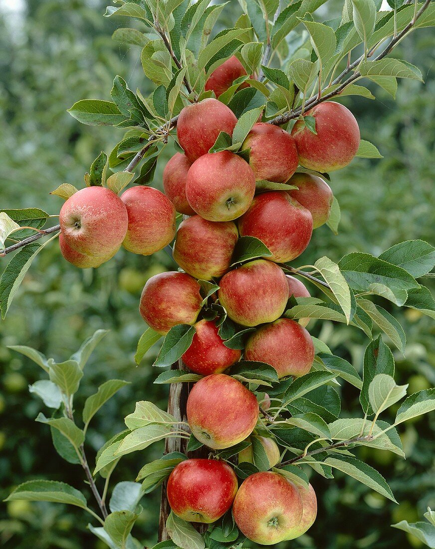 Äpfel der Sorte Queens cox am Baum