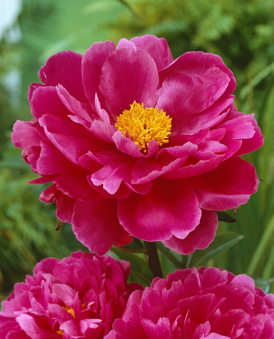 Pink peonies