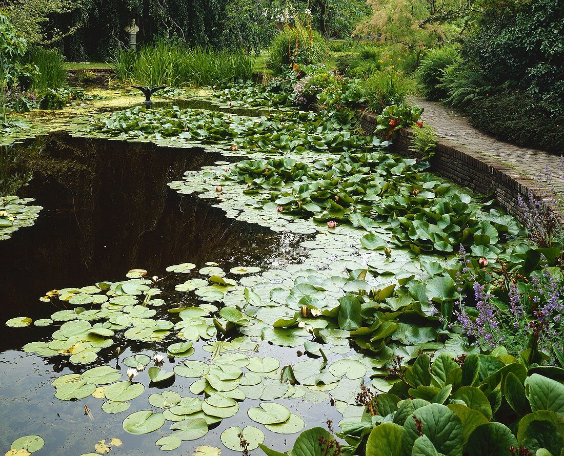 Water lily pond