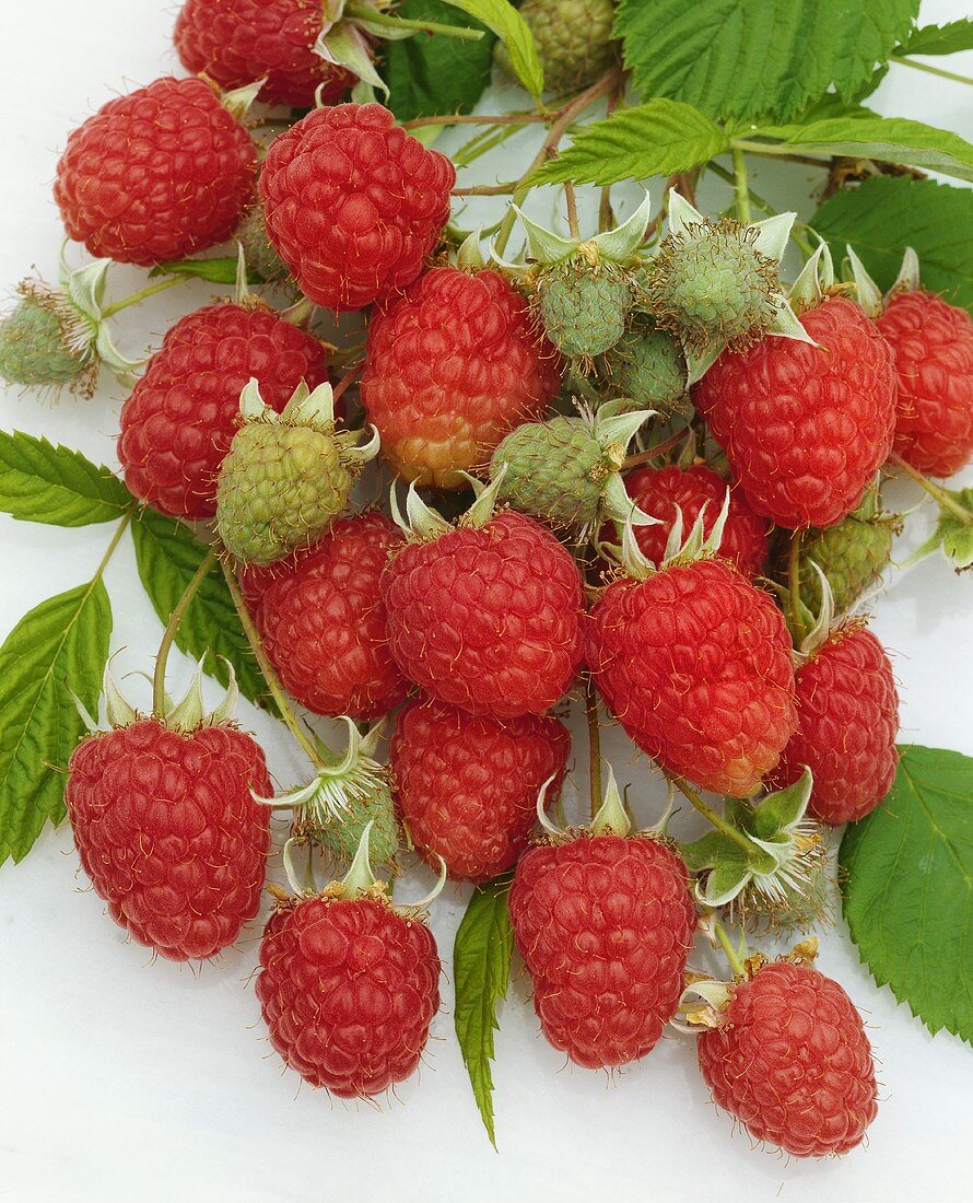 Herbsthimbeeren der Sorte Rubus idaeus Zefa