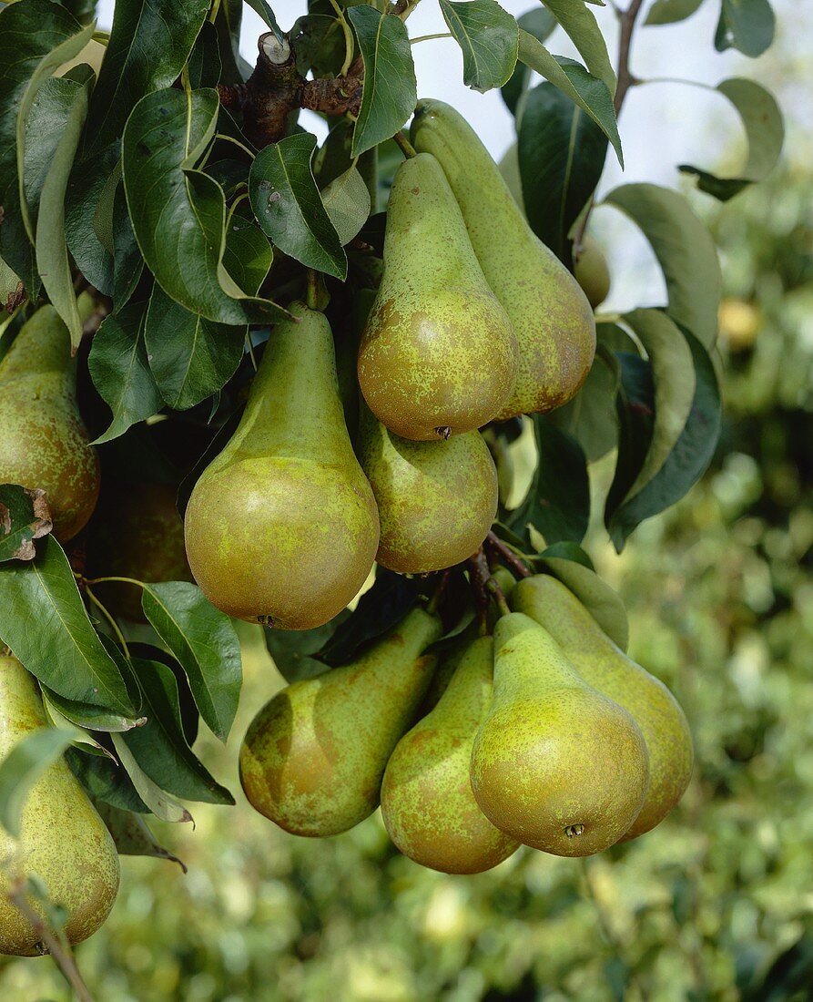 Pears on the tree