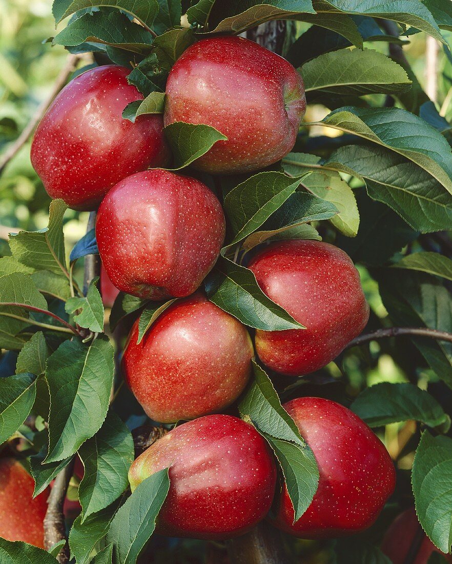 Apples on the tree, variety 'Gloster'