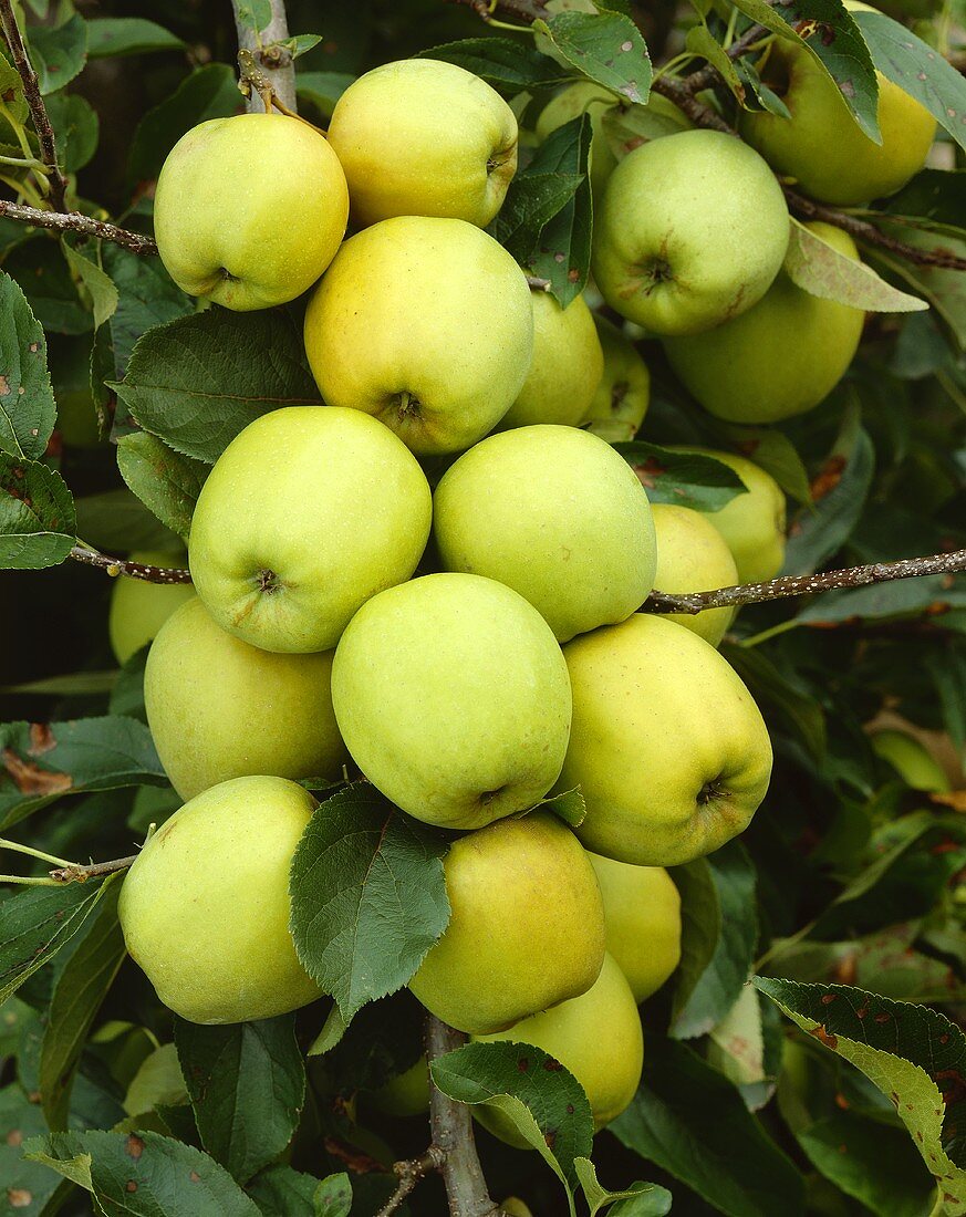 Äpfel der Sorte Golden Delicious am Baum