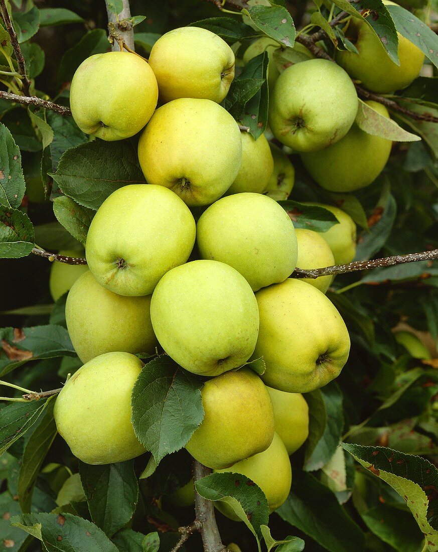 Golden Delicious apples on the tree