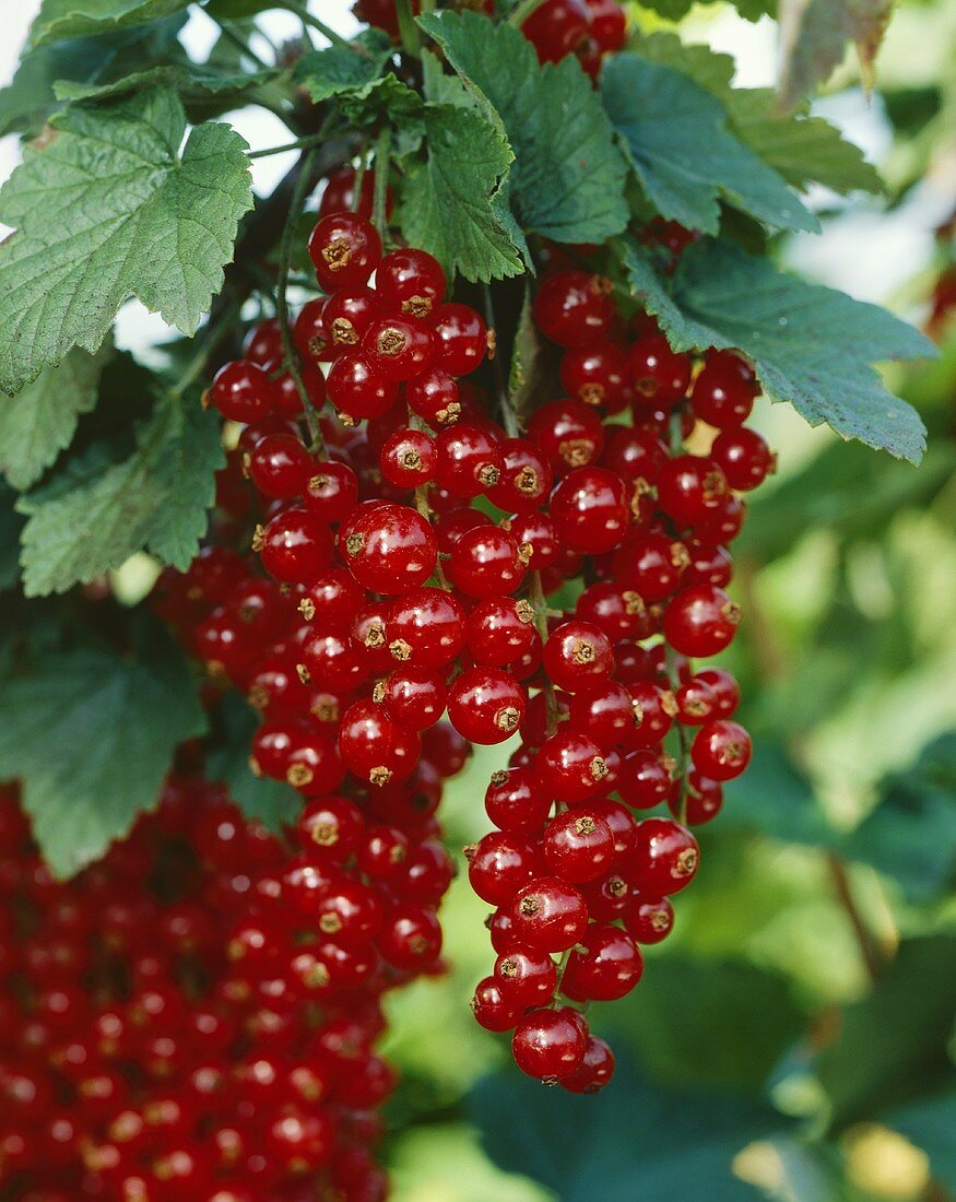 Rote Johannisbeeren am Strauch