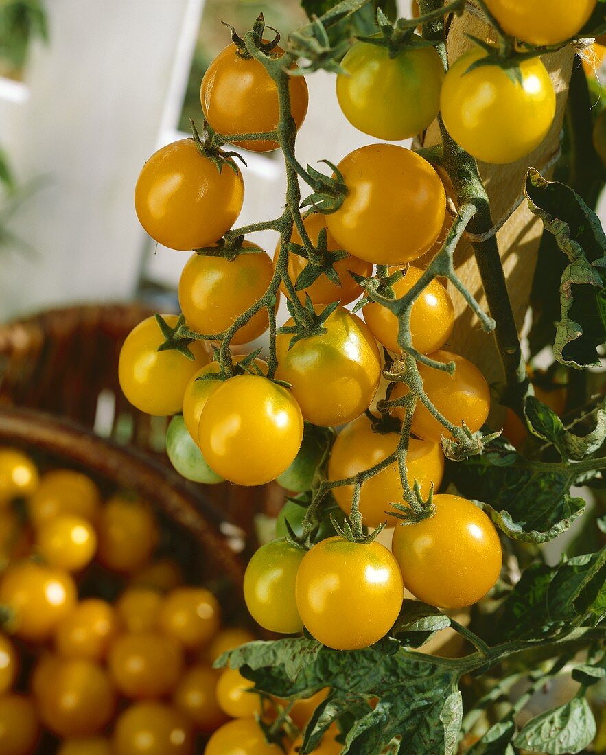 Yellow tomatoes ('Cerise Gold Nugget')