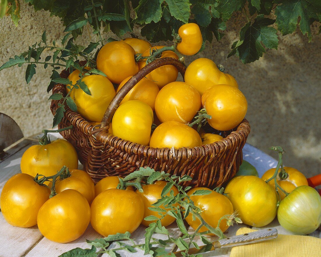 Gelbe Tomaten der Sorte 'Lemon Boy'