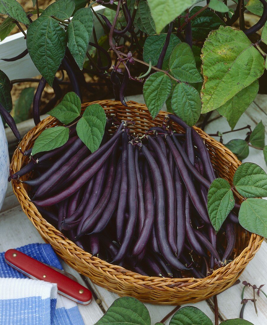 Dwarf French beans 'Purple Queen' in a basket