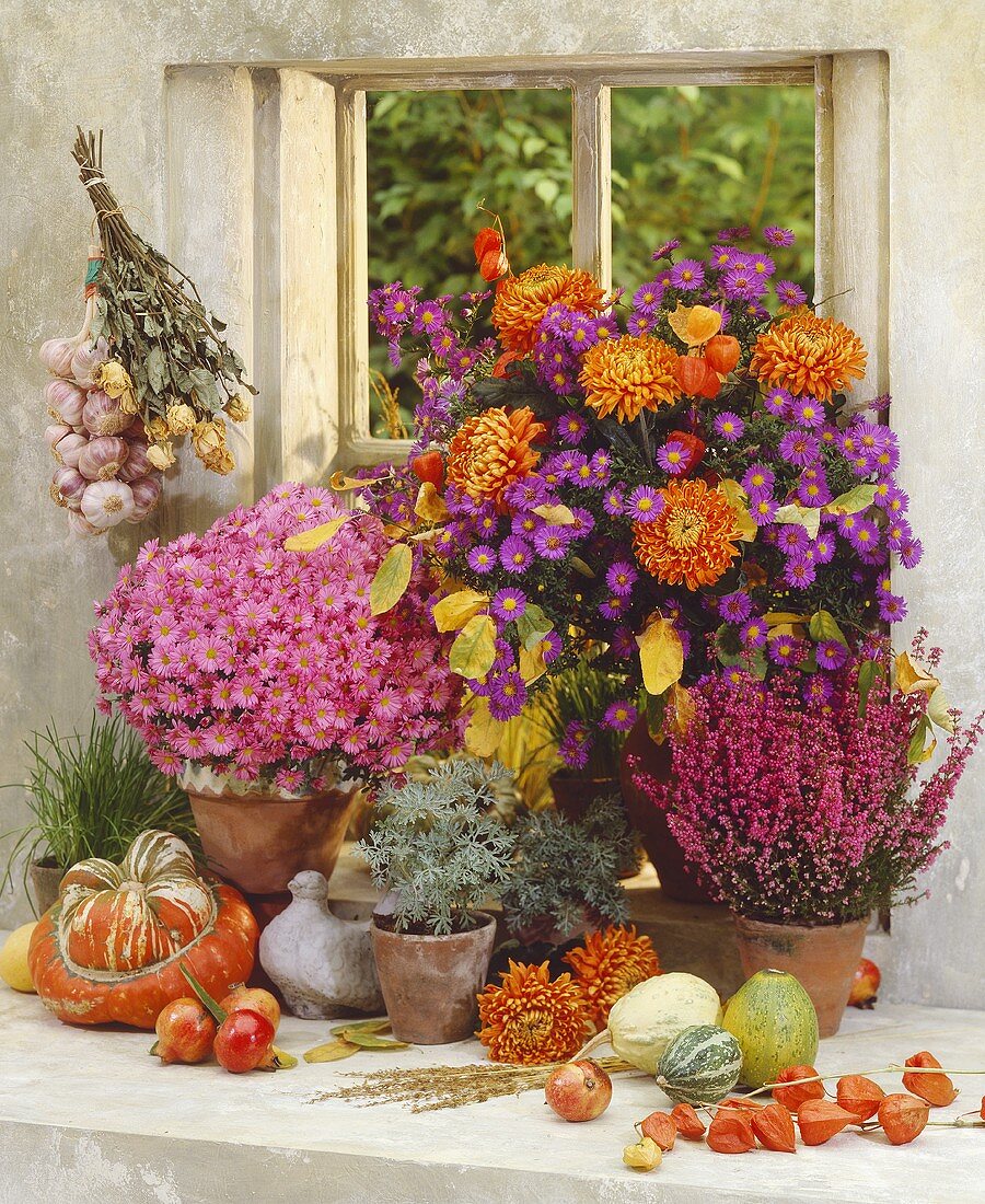 Colourful autumn flowers in front of a window