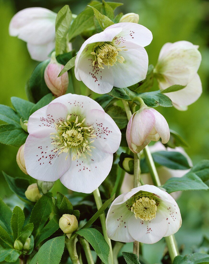 Lenten rose (Helleborus orientalis hybrids)