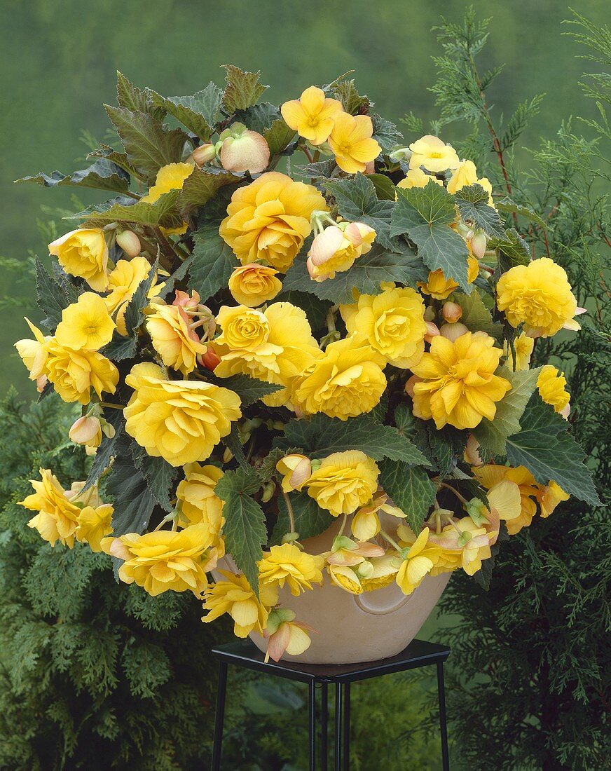 Yellow begonia with pendulous flowers