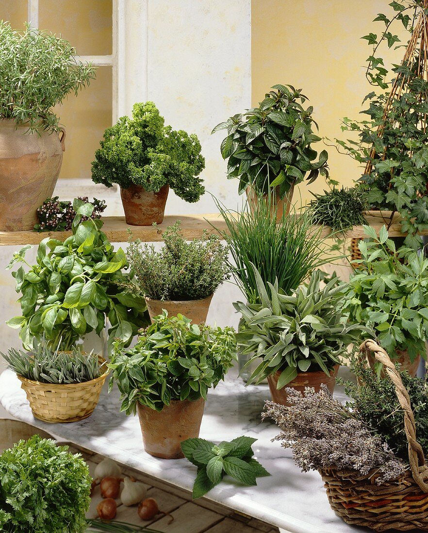 Various herbs in flowerpots