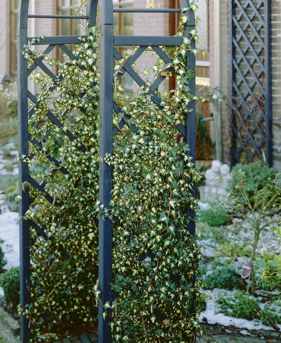 Gelbbunter Efeu (Hedera helix Goldheart) vor dem Haus