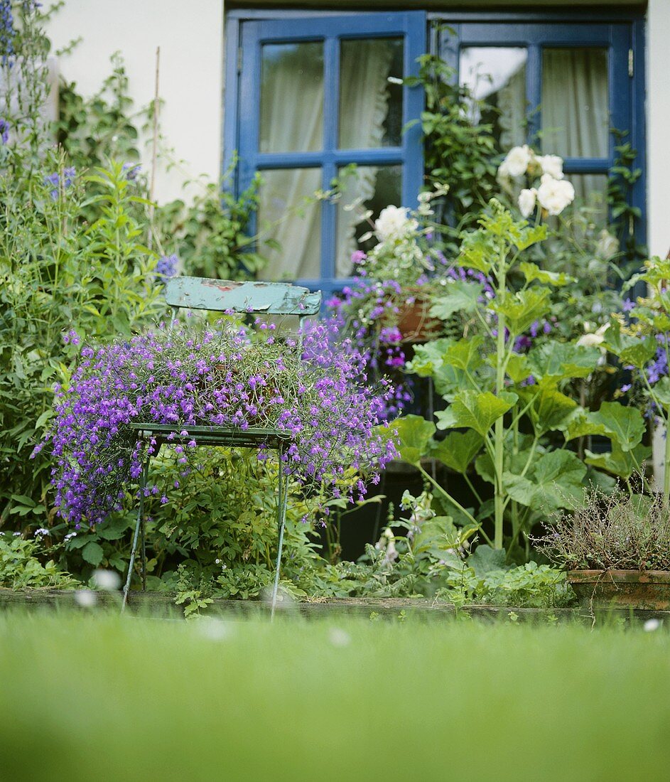 Lobelia on folding chair by house wall