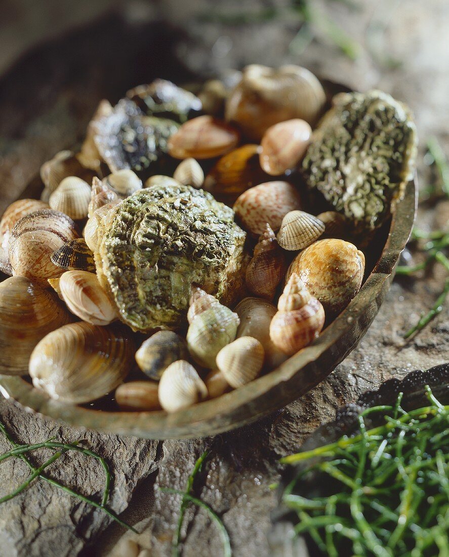 Assorted shells in a bowl