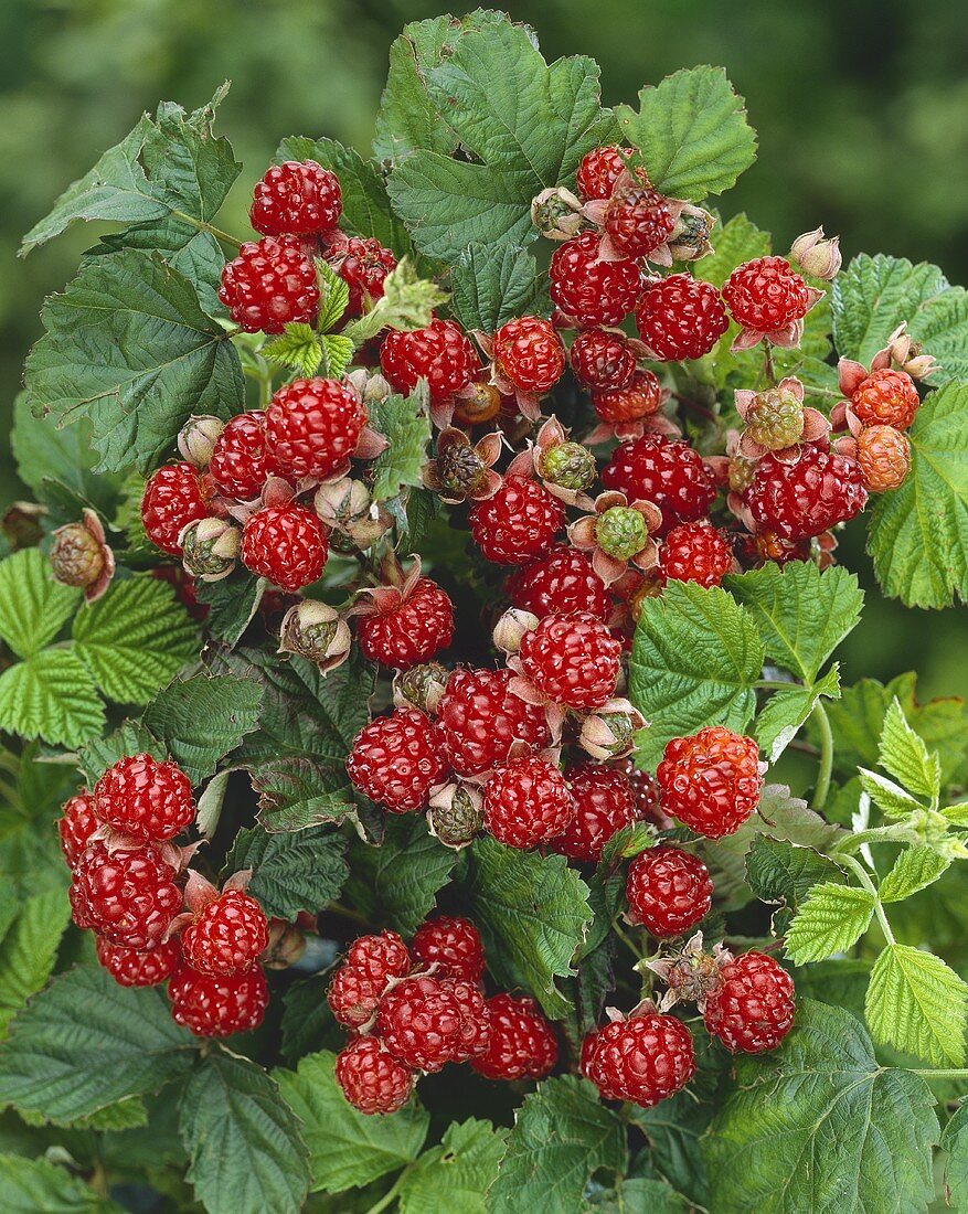 weiße Zimthimbeeren (Rubus Parvifolius)