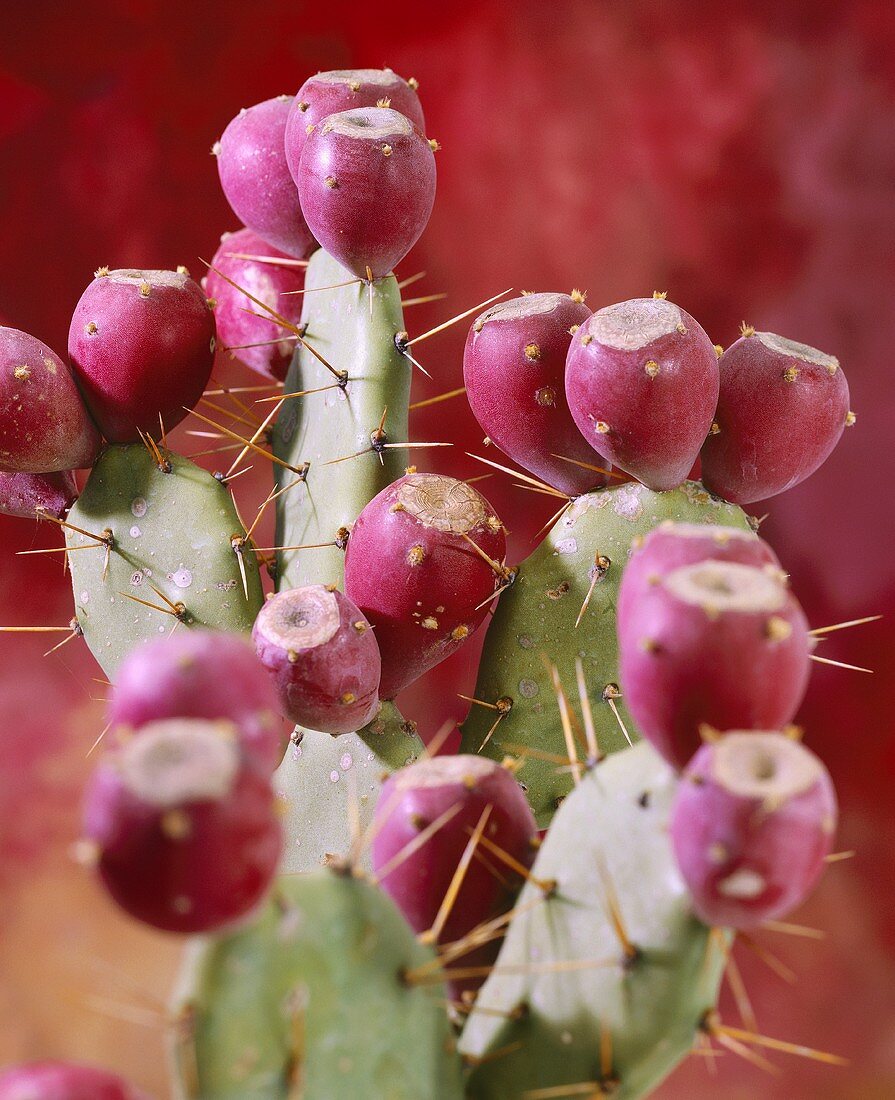 Prickly pears (Opuntia)
