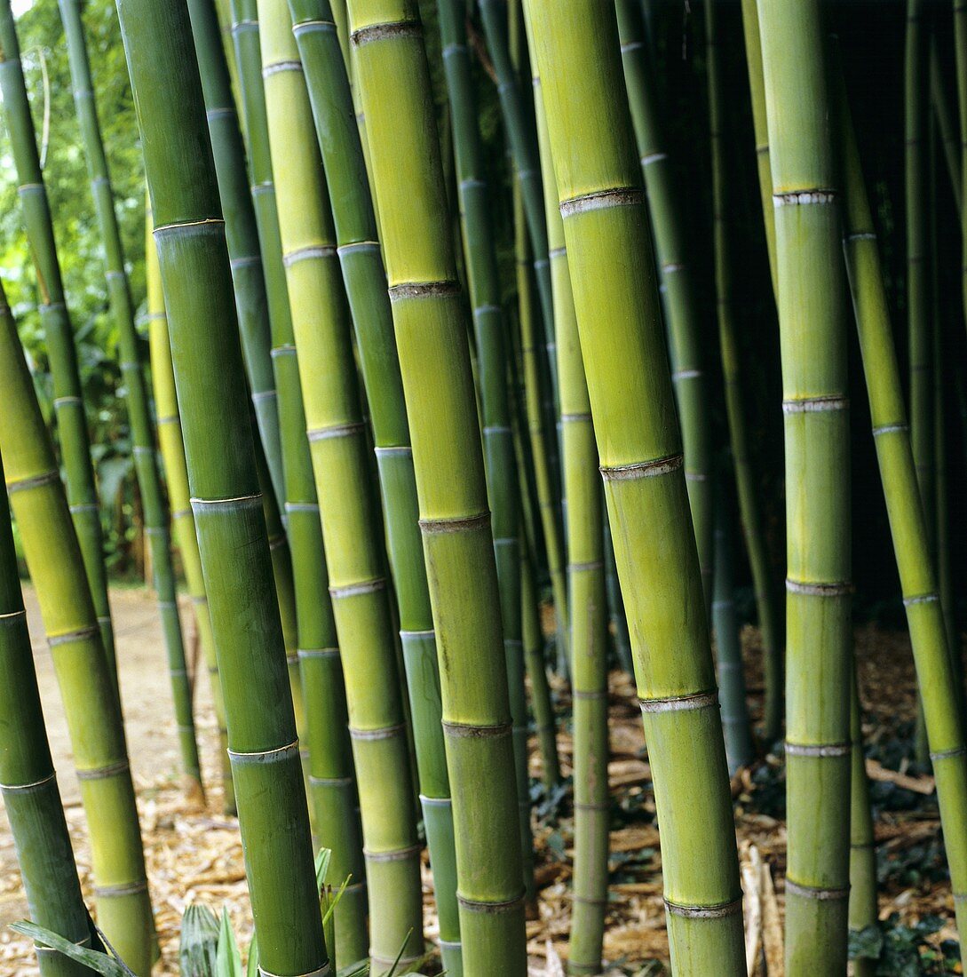 Bamboo stalks (Phyllostachys viridis)