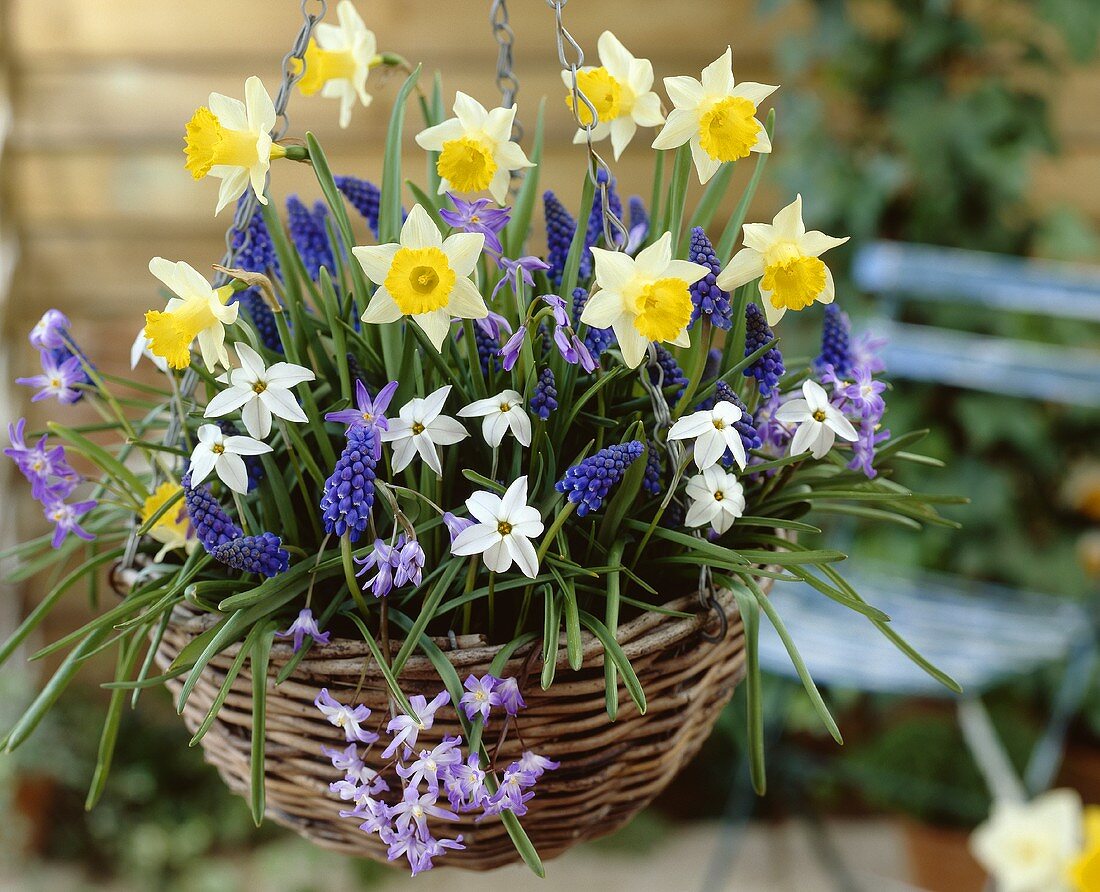 Blumenampel mit Narzissen, Traubenhyazinthen, Schneeglanz