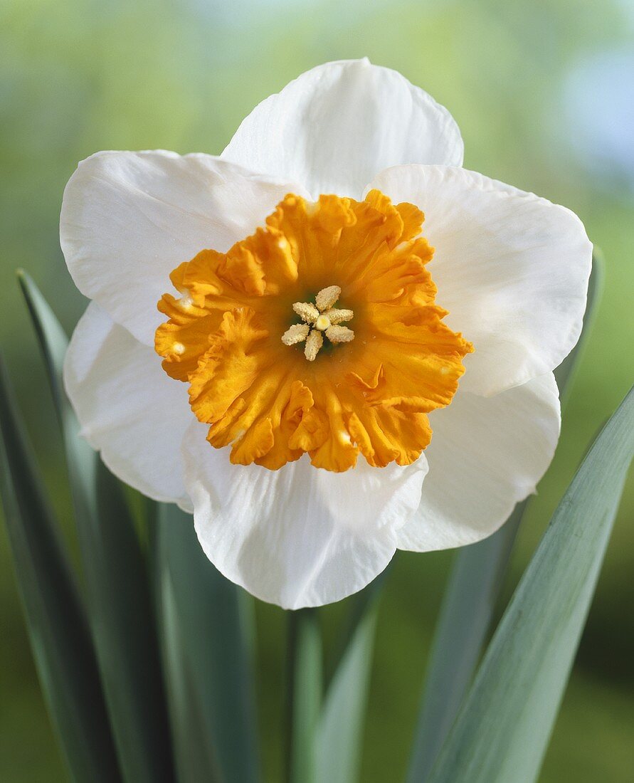 Narcissus 'Bella Vista'