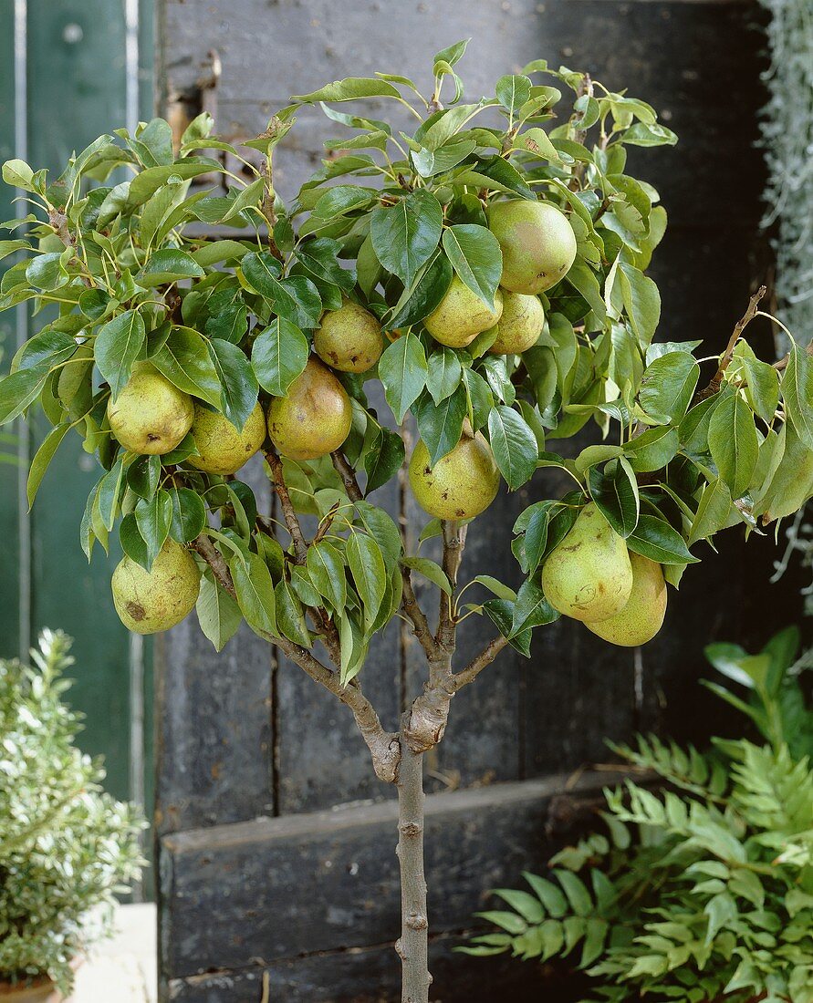 Pears, variety 'Winterriet'