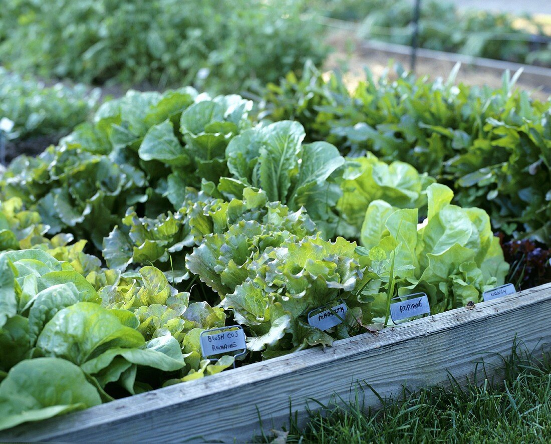 Various types of lettuces in salad bed