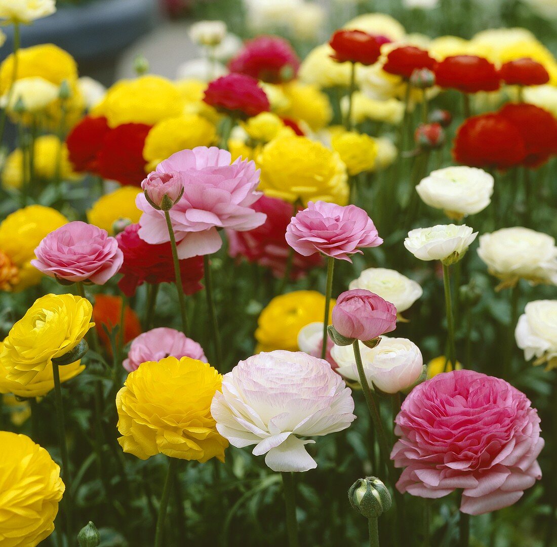 Massed planting of ranunculus (Ranunculus asiaticus)