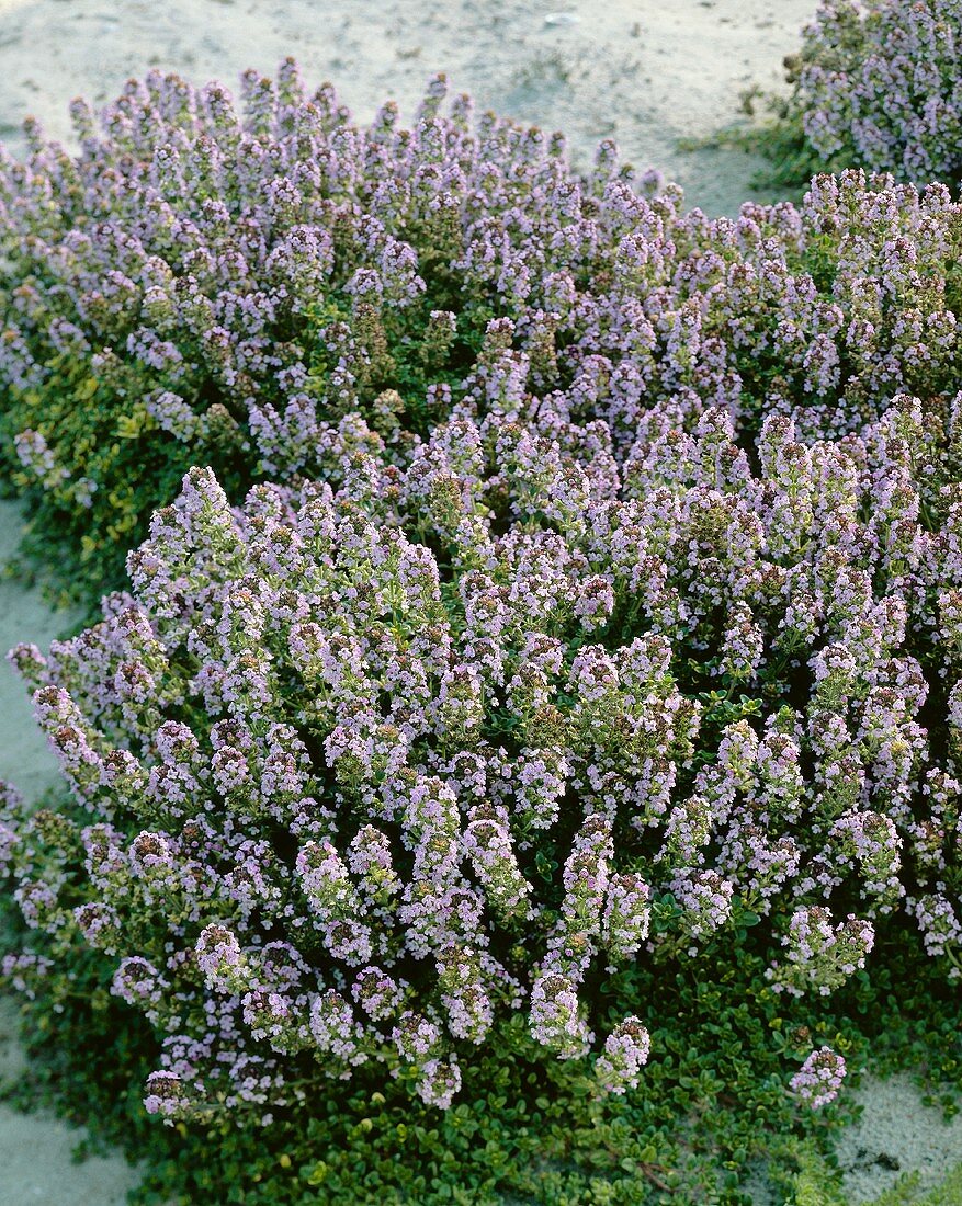 Lemon thyme 'Doone Valley'