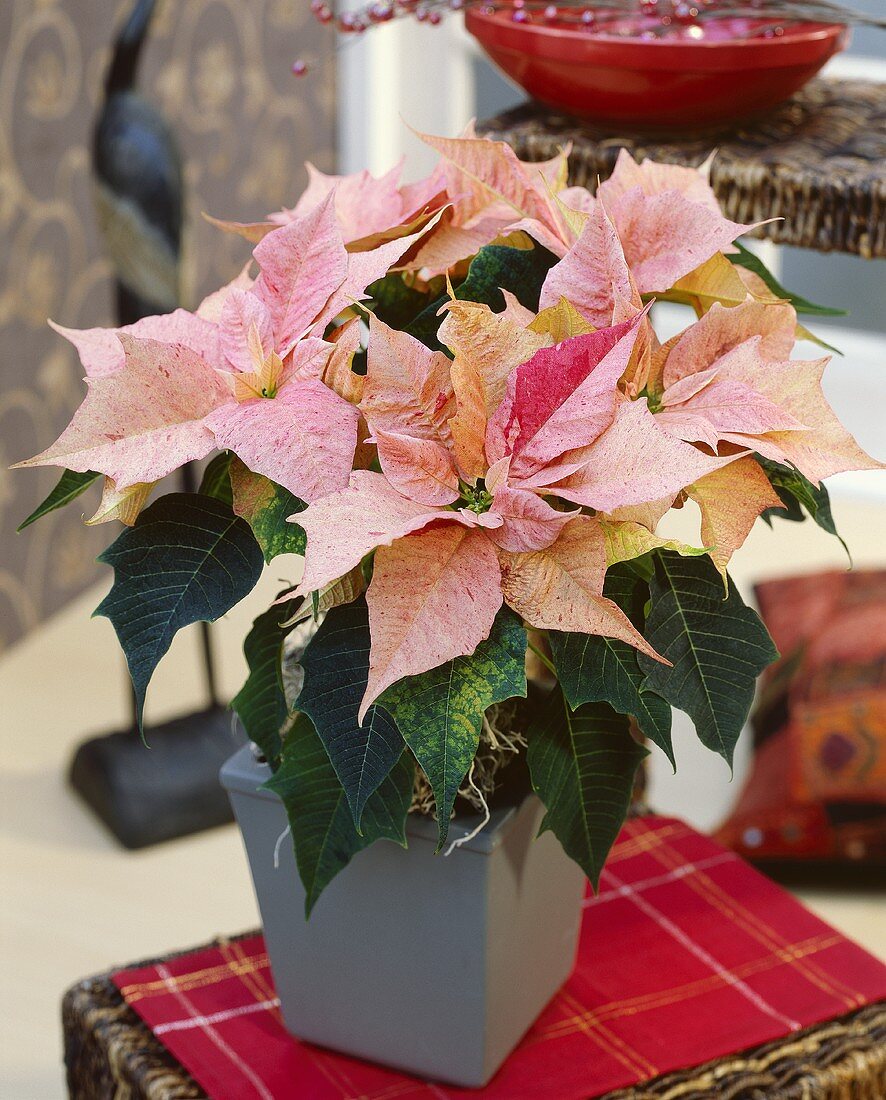 Pink poinsettia