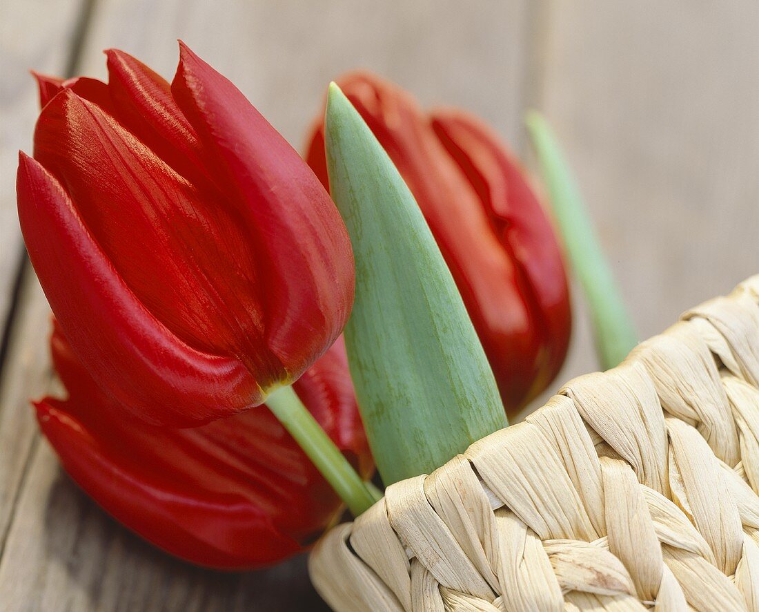 Red tulips, variety 'Blushing Valerie'
