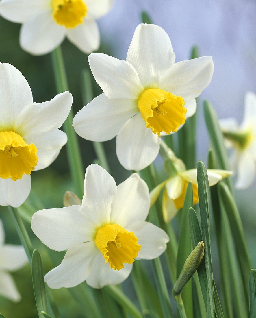 Narcissi, variety 'Jack Snipe'