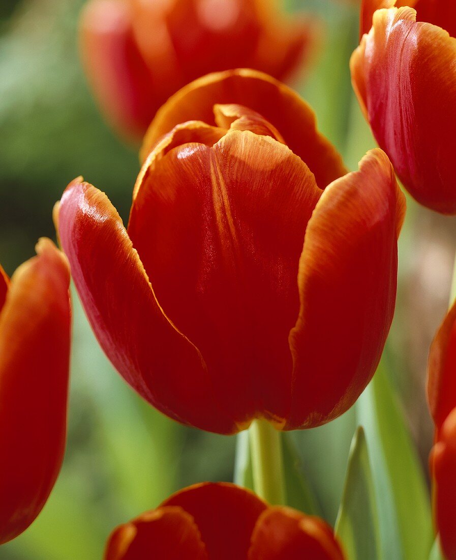Tulips, variety 'Verandi'