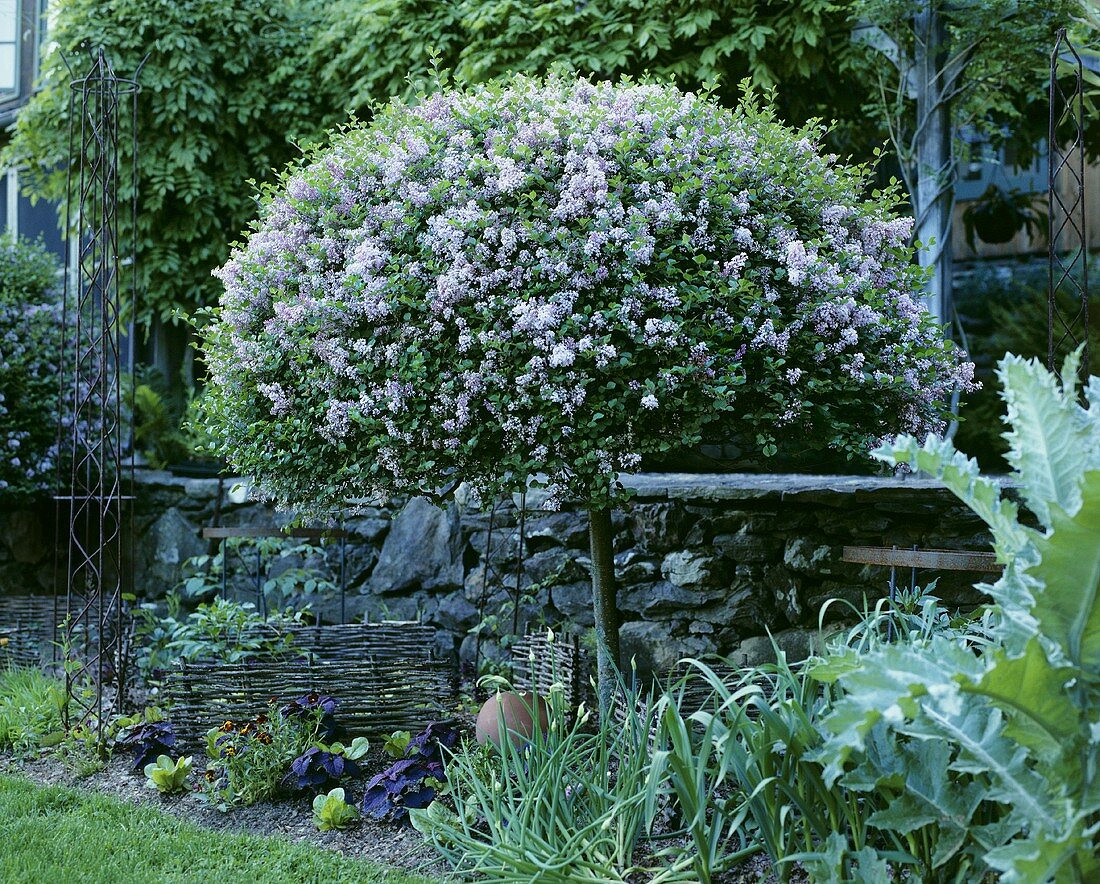 Lilac bush in garden