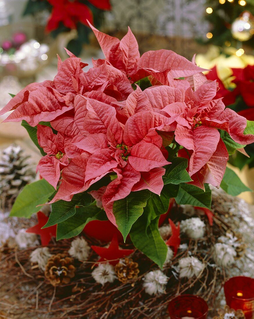 Pink poinsettia