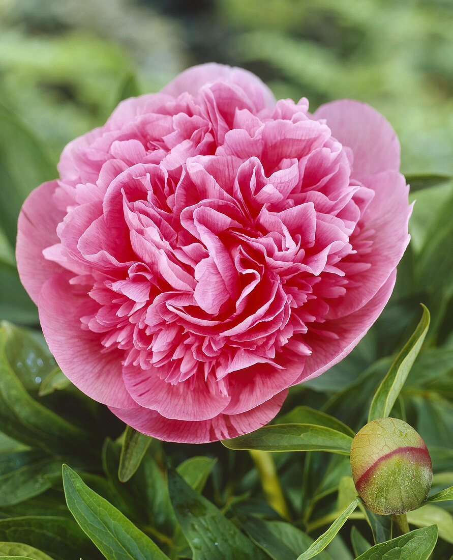 Peony flower, variety 'Rosea Plena'