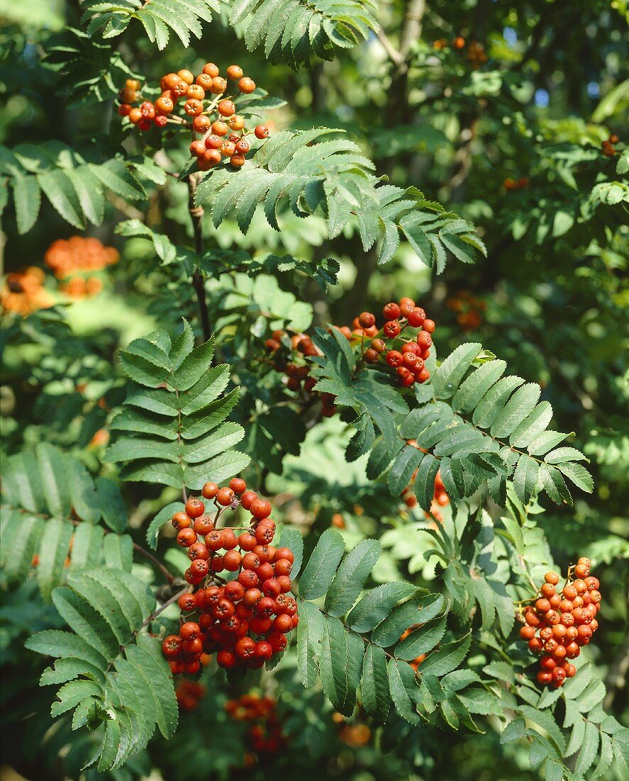 Zweige der Eberesche mit Beeren (lat. Sorbus aucuparia)