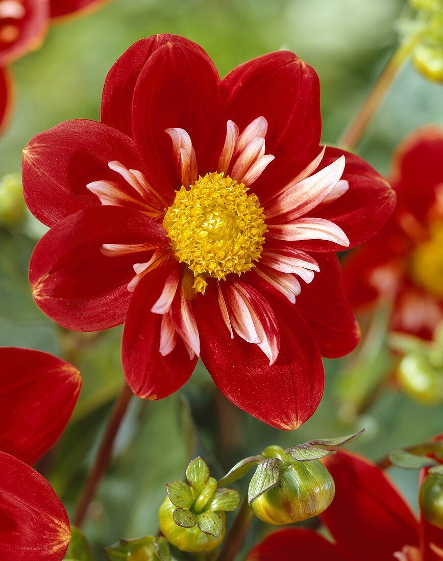 Rote Dahlienblüte der Sorte Petit Bijou