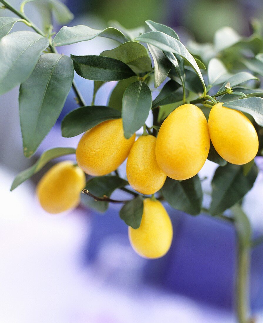 Fruit on miniature orange tree (Citrus mitis 'Calamondin')