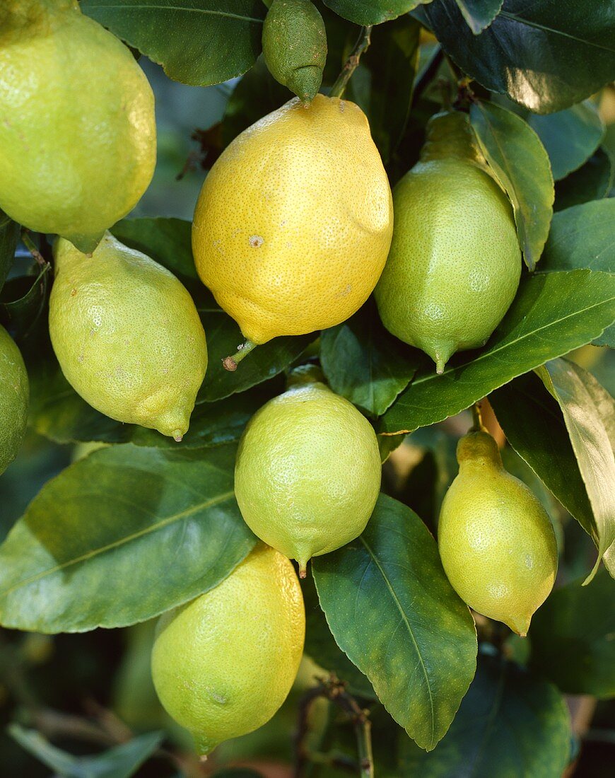 Lemons on the tree