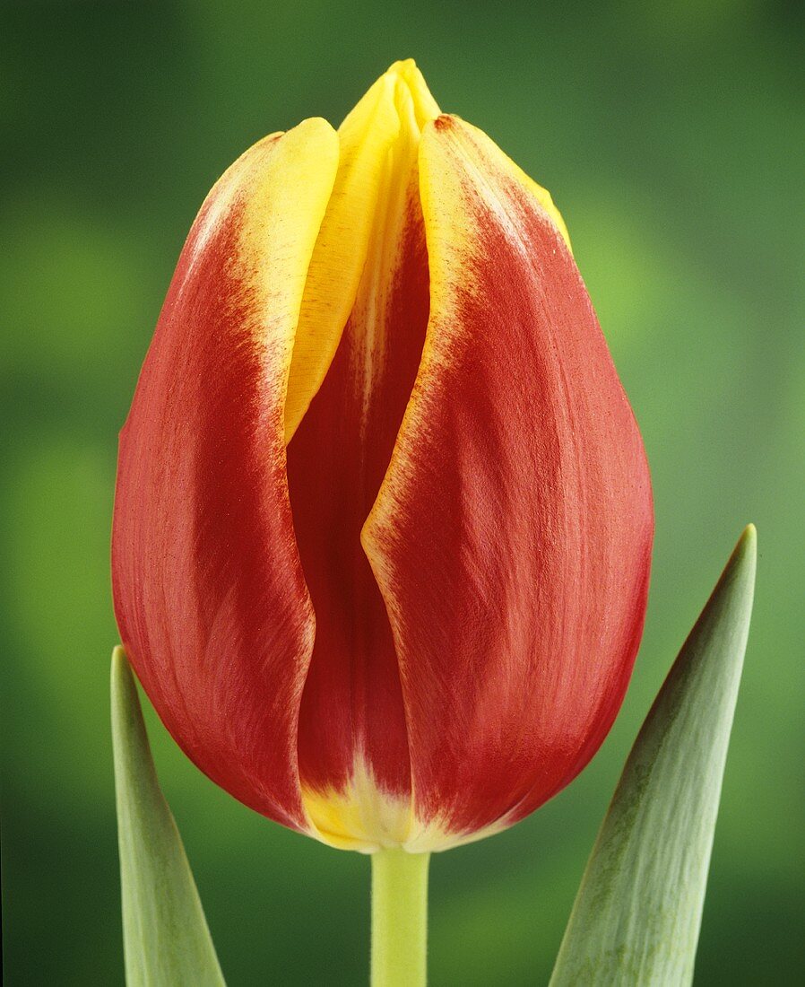 Red and yellow tulip